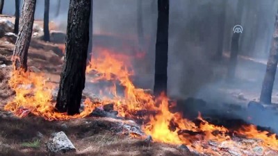 orman yangini - Kırıkhan'da orman yangını - HATAY Videosu
