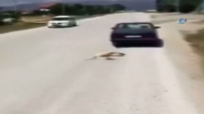 urus -  Köpeğe inanılmaz işkence Videosu