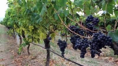 soguk hava deposu -  Yılın ilk üzüm hasadı Sakarya’da başladı  Videosu