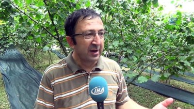 findik toplama -  Fındık hasadında örtü kullanımı uygulaması Fatsa’da gerçekleşti  Videosu