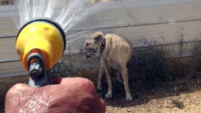 yumurta sarisi - Kangal köpeği 'soğuk duş' ile serinliyor - SİVAS  Videosu