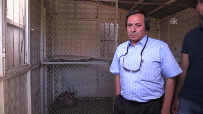 yaban kecisi - Yaralı yaban keçisine şefkat eli - TUNCELİ Videosu