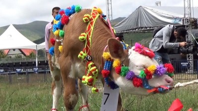 guzellik yarismasi -  “17. Geleneksel Çambaşı Yaylası Festivali”nde buzağılar görücüye çıktı Videosu