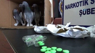 yolcu otobusu -  Güvercinlerin arasından uyuşturucu çıktı  Videosu