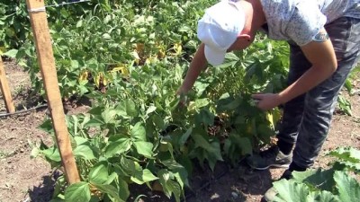 doner sermaye -  Hem üniversite okuyor, hem de organik sebze üretiyorlar  Videosu