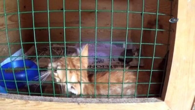 hayvan sevgisi -  Sokak hayvanları için sosyal sorumluluk projesi  Videosu