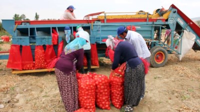 sogan ureticileri - Suluova'da soğan hasadına başlandı - AMASYA Videosu