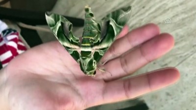 zakkum - Askeri kamuflaj desenli 'mekik kelebeği' Bodrum'da görüntülendi - MUĞLA  Videosu