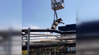 kanyon - Çamura saplanan inek kurtarıldı - KOCAELİ Videosu