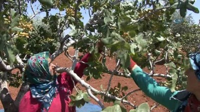 cenin -  Gaziantep'te yeşil altın hasadına başlandı  Videosu