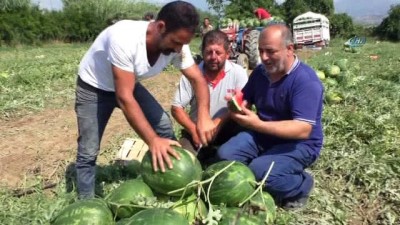 begendik -  Bu karpuzlar kapıda tek tek kontrol ediliyor... Tarladan sofraya Atça karpuzu  Videosu