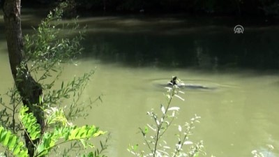 yuruyus yolu - Irmağa giren yunus, ekipleri seferber etti - BARTIN  Videosu