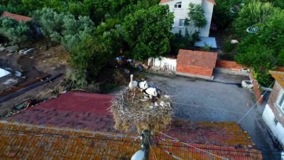 leylek koyu -  Leylek yavrularına itfaiye merdiveniyle özel besleme  Videosu