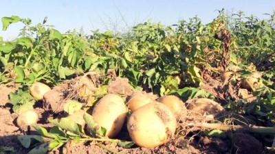 asad - Niğde'de patates hasadı başladı  Videosu