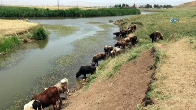 hastalik -  Sıcaktan bunalan hayvanlar baraj suyunda serinliyor  Videosu
