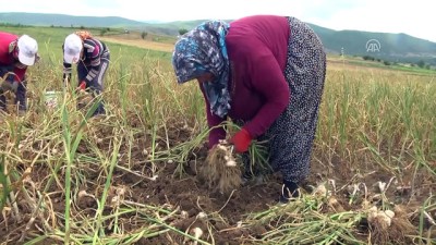 asad - Taşköprü sarımsağında hasat başladı - KASTAMONU  Videosu