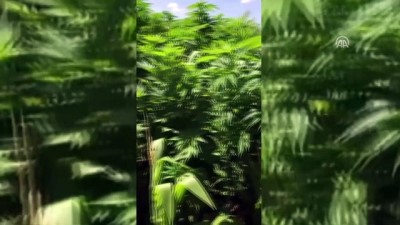 mermi - 13 bin kök kenevir yakalandı - AFYONKARAHİSAR  Videosu