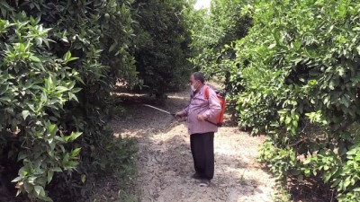 kimya - Akdeniz meyve sineğiyle mücadelede ikinci toplu ilaçlama başladı - ADANA  Videosu