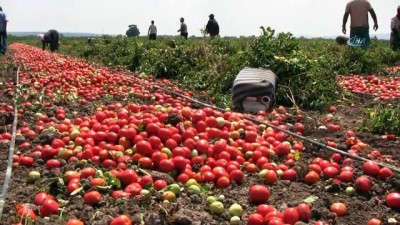 sozlesmeli -  Karacabey Ovası’nda domates hasadı başladı Videosu
