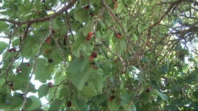 tarihi bina -  Polatlı'da tarihe tanıklık eden ağaçlara koruma  Videosu