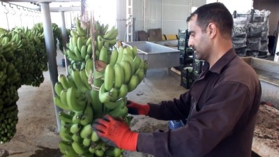 sayilar - Silifke muz üretiminde de iddialı - MERSİN  Videosu