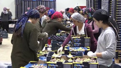 ihracat - Taze incirde ihracat hızlı başladı - AYDIN  Videosu