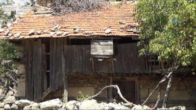 uzun omur -  Ağaçtan 'Zerk kilidi' zamana meydan okuyor  Videosu