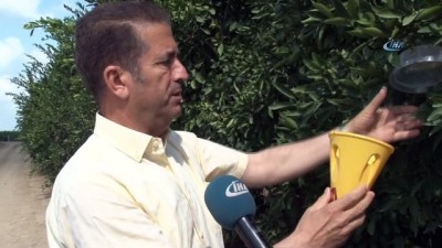 kimya -  Akdeniz meyve sineğiyle mücadelede korku devam ediyor  Videosu