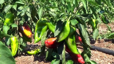 yakin plan -  Kahramanmaraş’ta turşuluk biber üretimine başlandı  Videosu