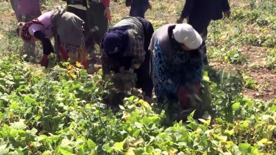 Kuru fasulyede ilk hasat Niğde'de başladı 