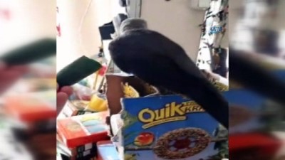 isaf -  Misafir kargayı elleriyle besledi  Videosu