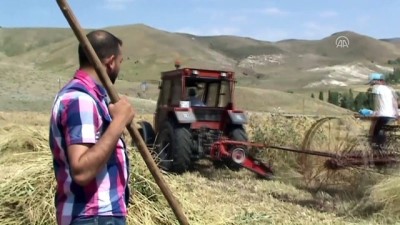 hava sicakliklari - Sezonun ilk organik buğday hasadı başladı - KARS  Videosu