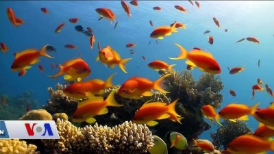 robot - Sürücüsüz Tekneler Geliyor  Videosu