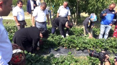 siyasi parti -  'Vali Hanım' çileğinin ilk hasadını Vali Hanım yaptı  Videosu