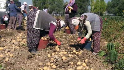 hastalik - Afyonkarahisar'da yazlık patates hasadına başlandı  Videosu