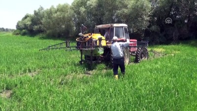 gubre - Çeltik 'tava'larında yabancı otla mücadele çalışması - EDİRNE Videosu