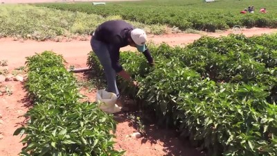 golgeli - Güneydoğu'da sıcak hava etkili oldu - ŞANLIURFA  Videosu