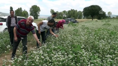 market - Karabuğday üretimi yaygınlaşıyor - BİLECİK  Videosu
