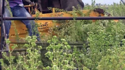 cezbe - Kekik kokulu tarlalar çiftçinin umudu oldu - UŞAK  Videosu