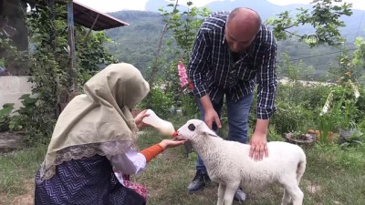 islamdag - Kuzu 'Lokum'a evde bebek gibi bakım - ORDU  Videosu