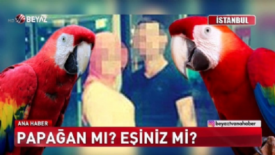 Bu kez papağan yuva yıktı