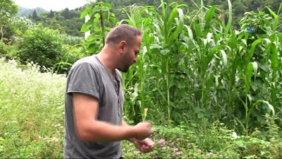 teknoloji -  Gürcistan sınırında, Karadeniz'in eşsiz doğasında damla bal projesi  Videosu