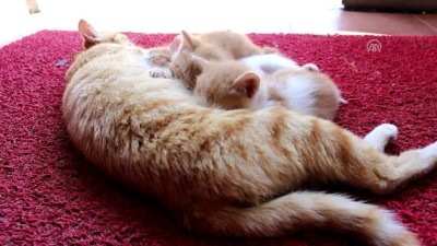 sokak kedisi - Sokak kedisi ve yavrularının yeni evi sağlık merkezi oldu - BOLU Videosu