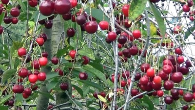 kooperatif -  Vişnede üretici değil, işçi kazanıyor  Videosu