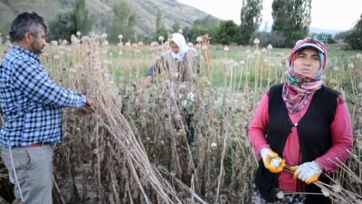 mantar hastaligi -  Afyonkarahisar'da haşhaş hasadı erken başladı  Videosu