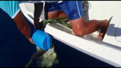 Şamandıra ipine takılan deniz kaplumbağası kurtarıldı - ANTALYA