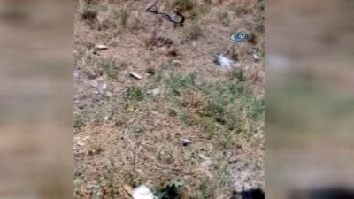 olumsuz -  Yılanların dansı görenleri şaşırttı Videosu