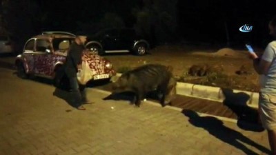 yaban domuzlari -  Aç kalıp şehre inen domuzları elleriyle beslemeye başladılar  Videosu