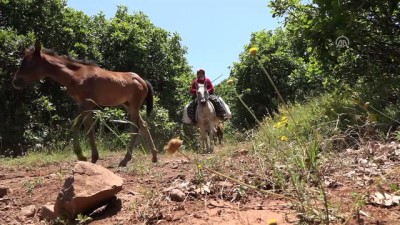 erivan - Berivanların at sırtında zorlu yolculuğu - MUŞ  Videosu
