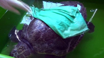deniz kaplumbagalari -  Hatay MKÜ Veterinerlik Fakültesi deniz kaplumbağalarına şifa dağıtıyor  Videosu
